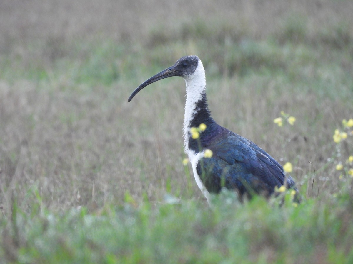 ibis slámokrký - ML619320850