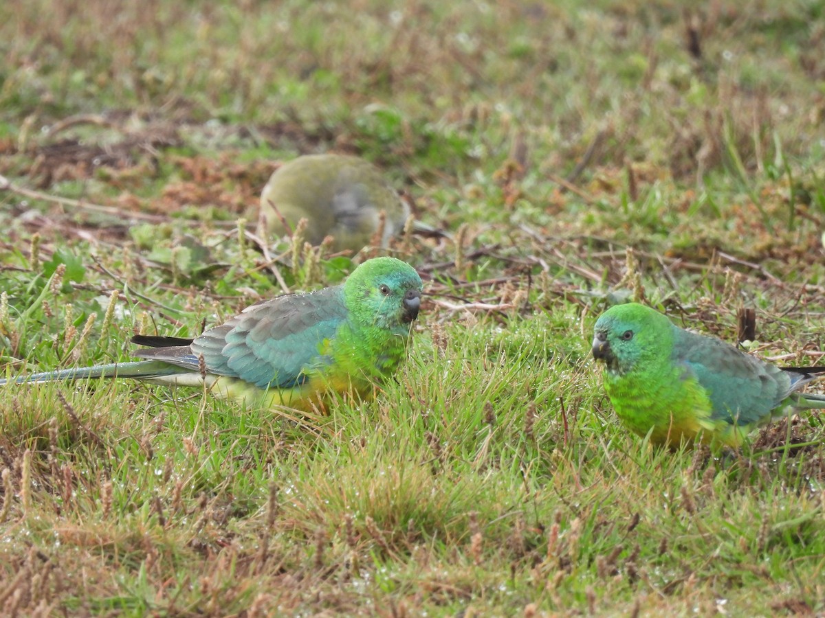 Red-rumped Parrot - ML619320855