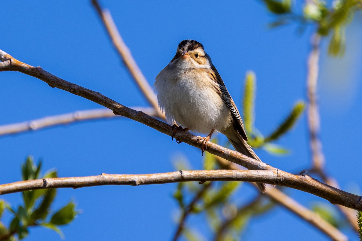 Clay-colored Sparrow - ML619320927