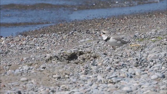 Piping Plover - ML619320941