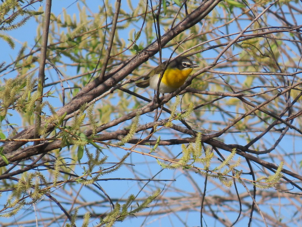 Yellow-breasted Chat - ML619321010