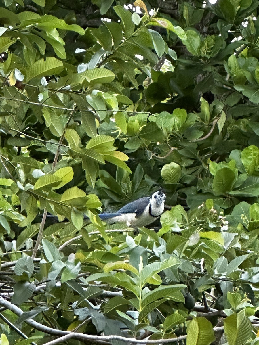 White-throated Magpie-Jay - ML619321017