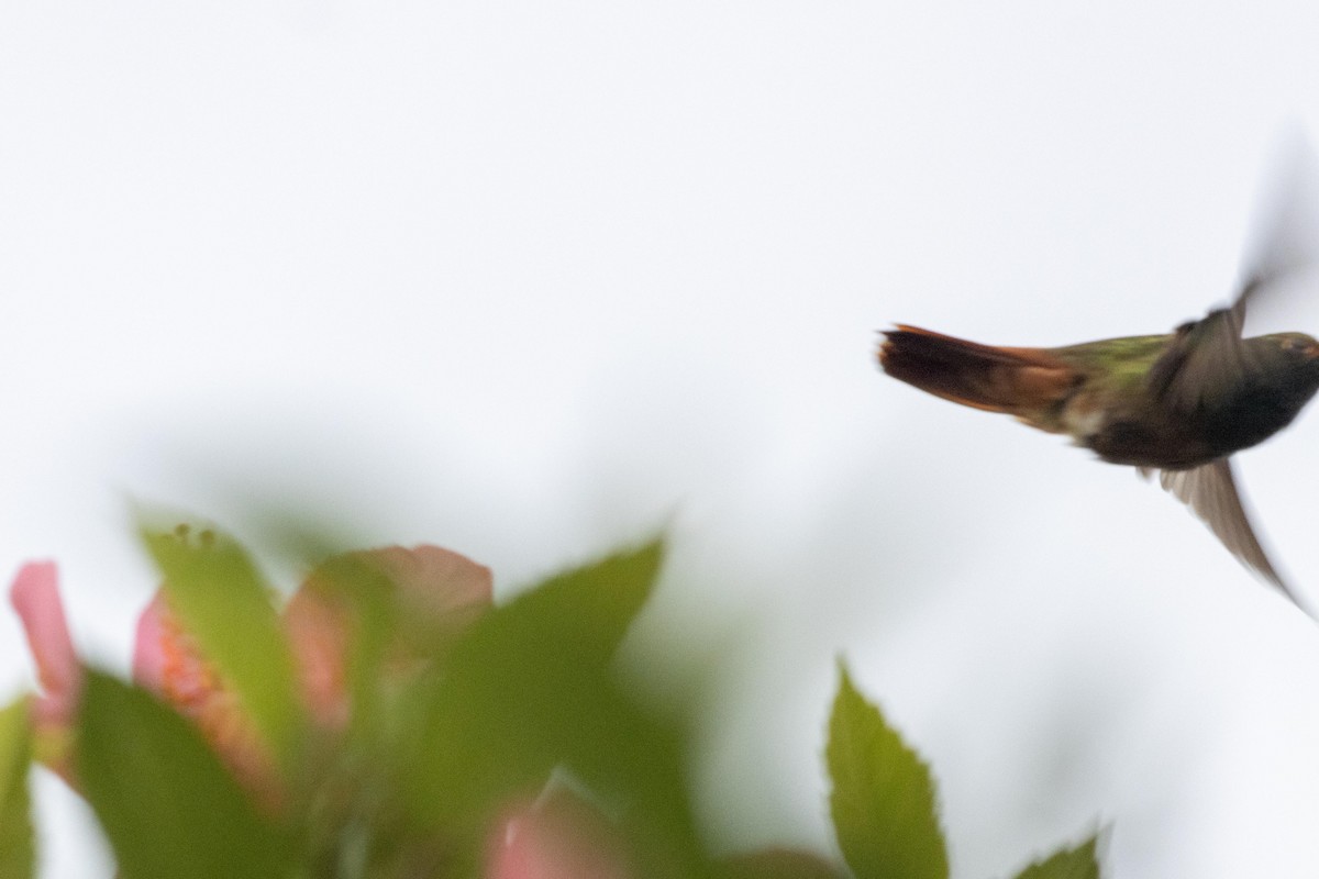 Rufous-tailed Hummingbird - ML619321084