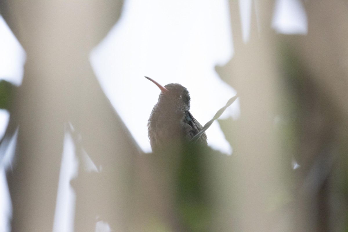 Rufous-tailed Hummingbird - ML619321086