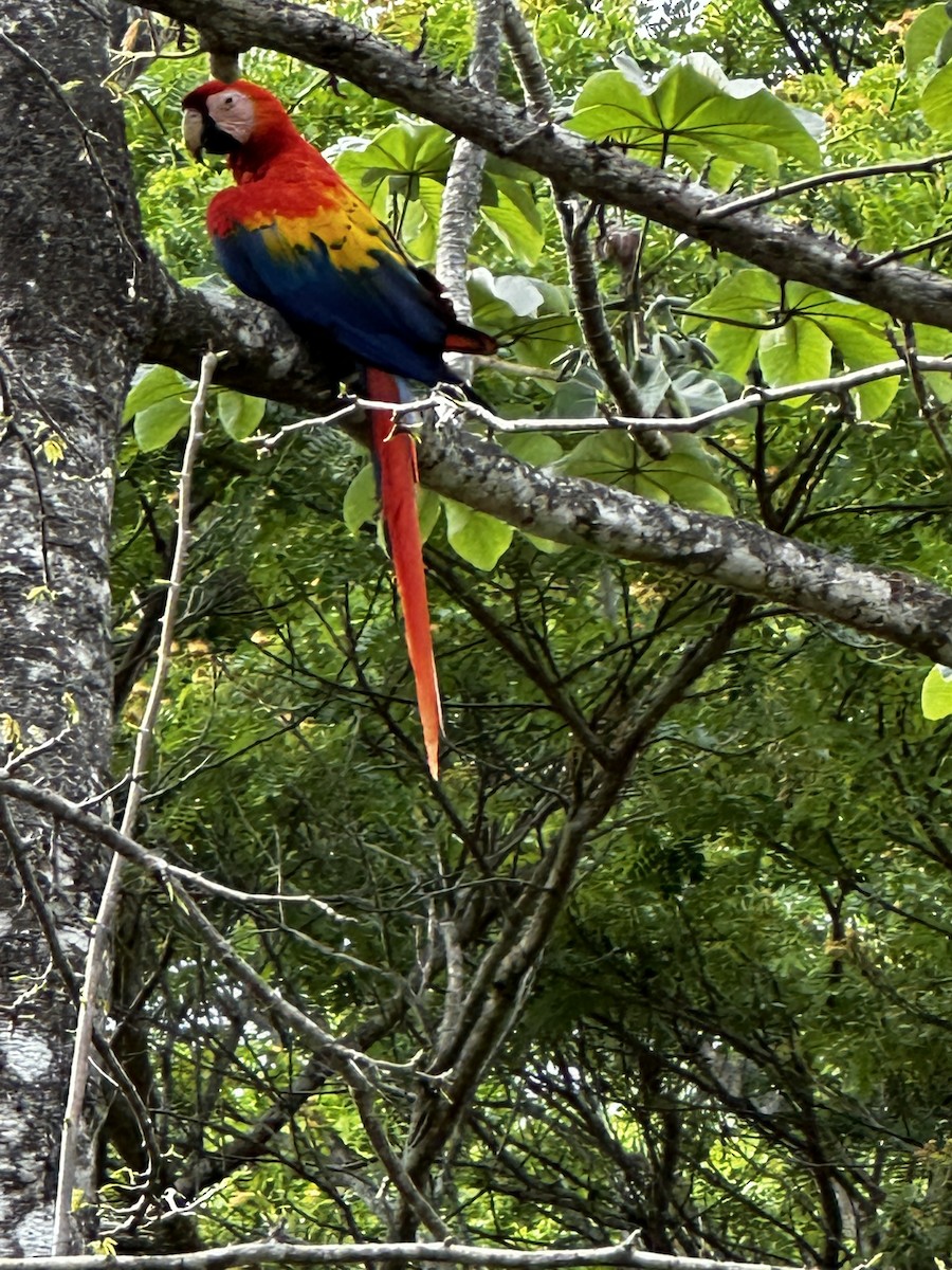 Scarlet Macaw - ML619321105