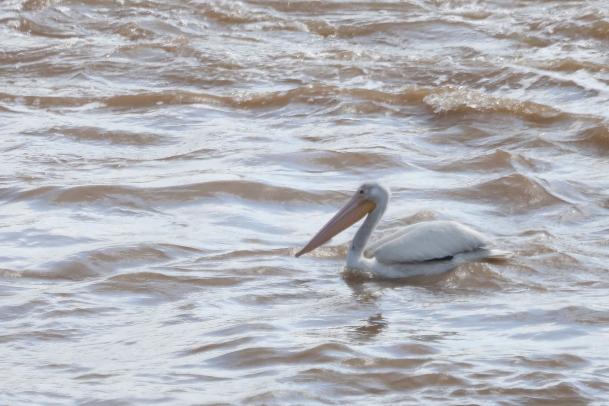 pelikán severoamerický - ML619321118