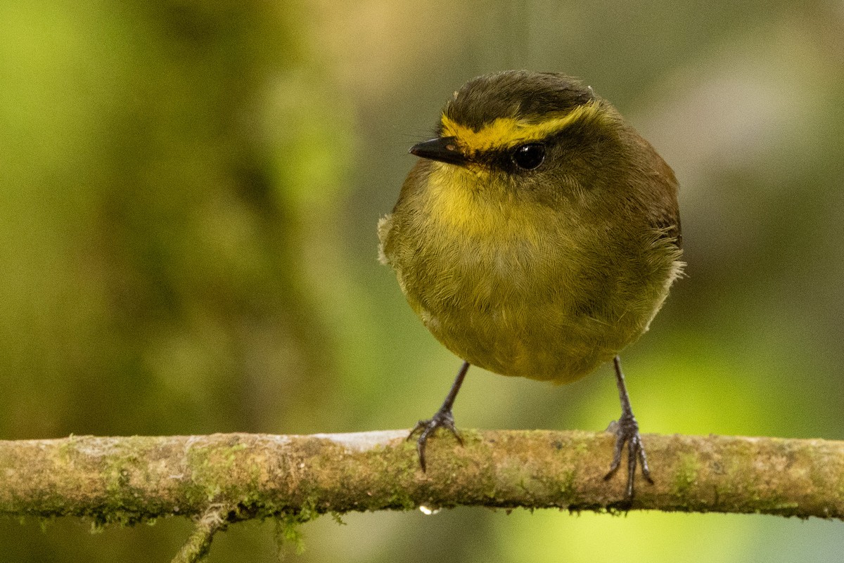 Yellow-bellied Chat-Tyrant - ML619321149