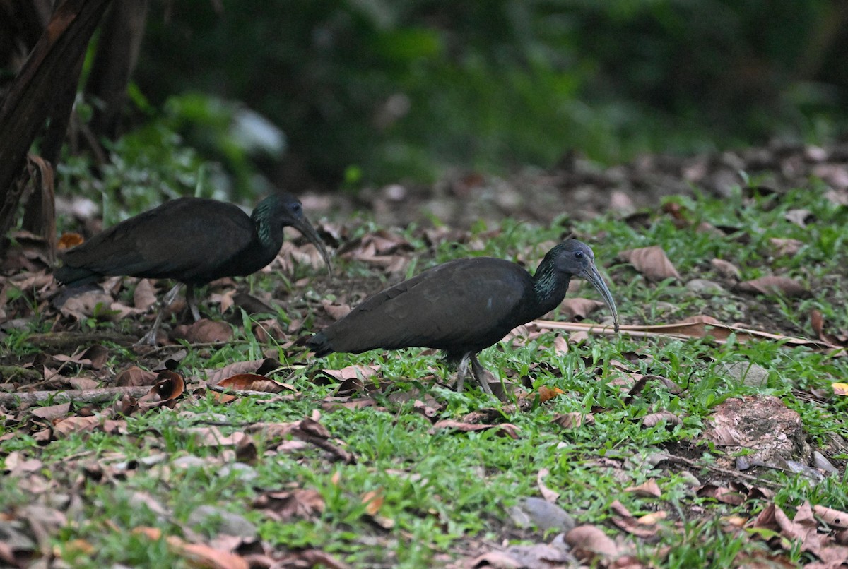 ibis zelený - ML619321172