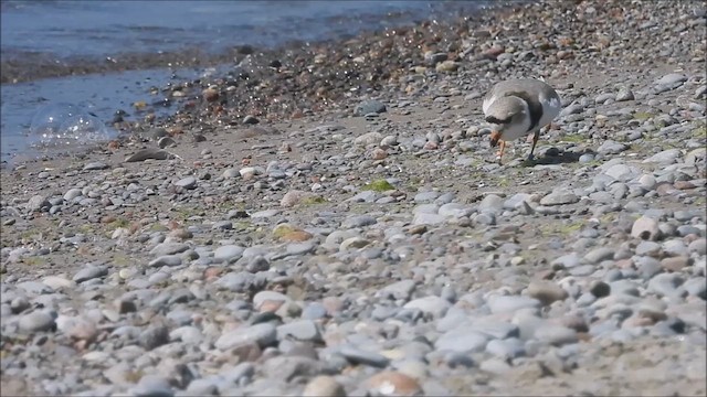 Piping Plover - ML619321211