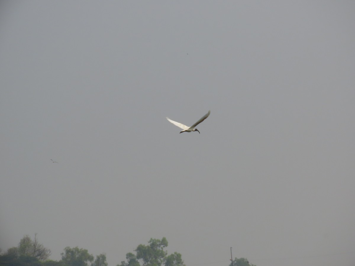 ibis černohlavý - ML619321259