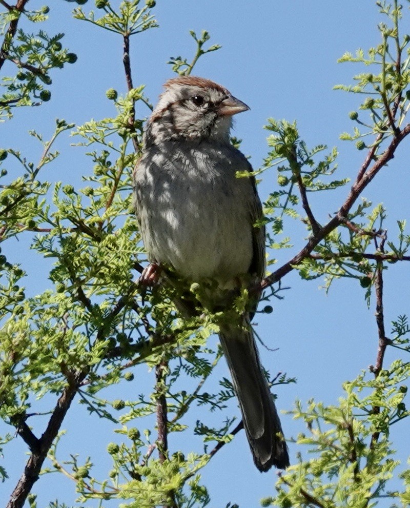 Rufous-winged Sparrow - ML619321262