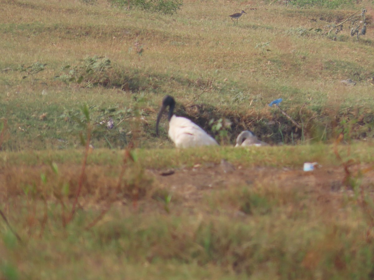 ibis černohlavý - ML619321279