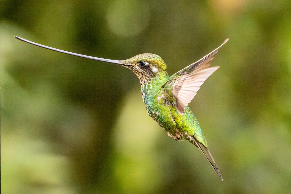 Sword-billed Hummingbird - ML619321288