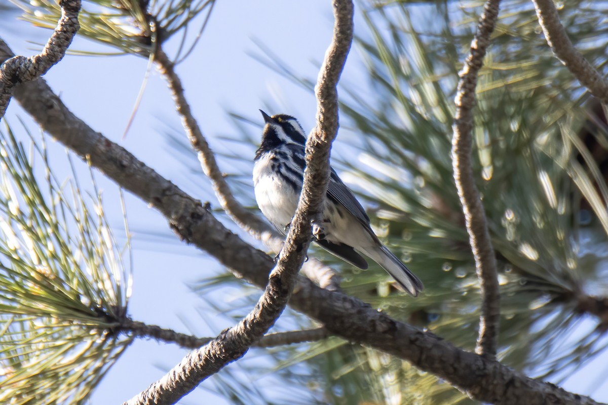 Black-throated Gray Warbler - ML619321348