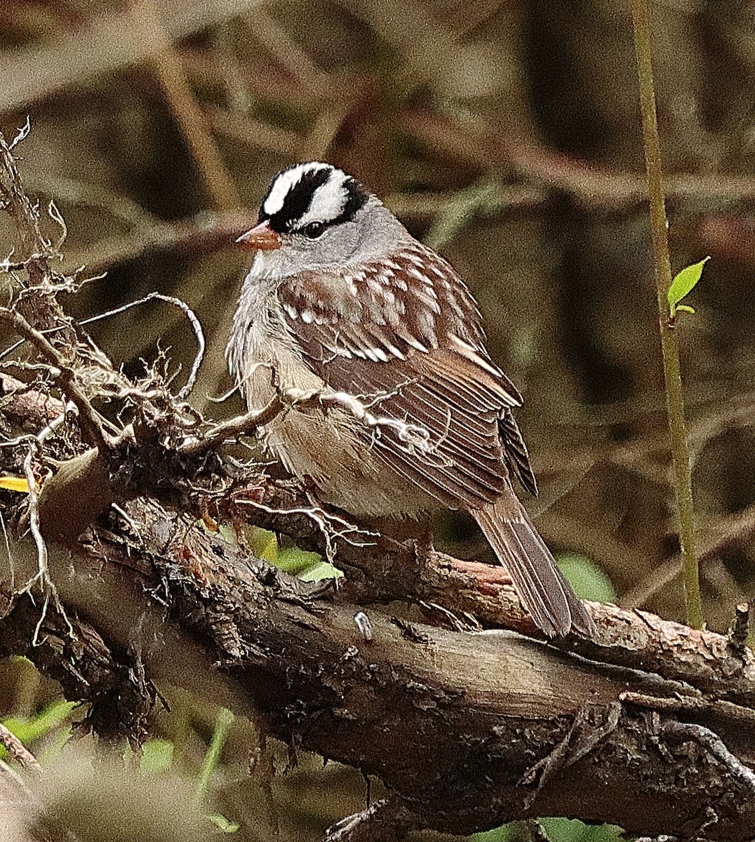 White-crowned Sparrow - ML619321384