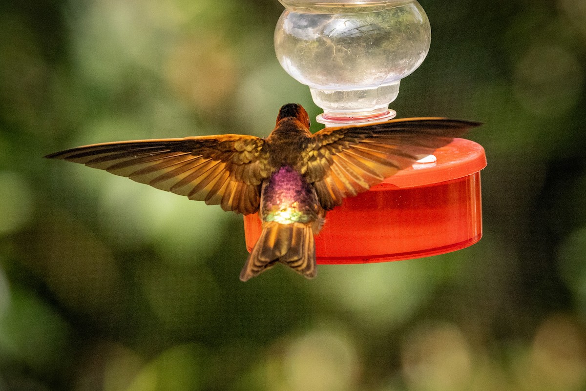 kolibřík duhovohřbetý - ML619321395