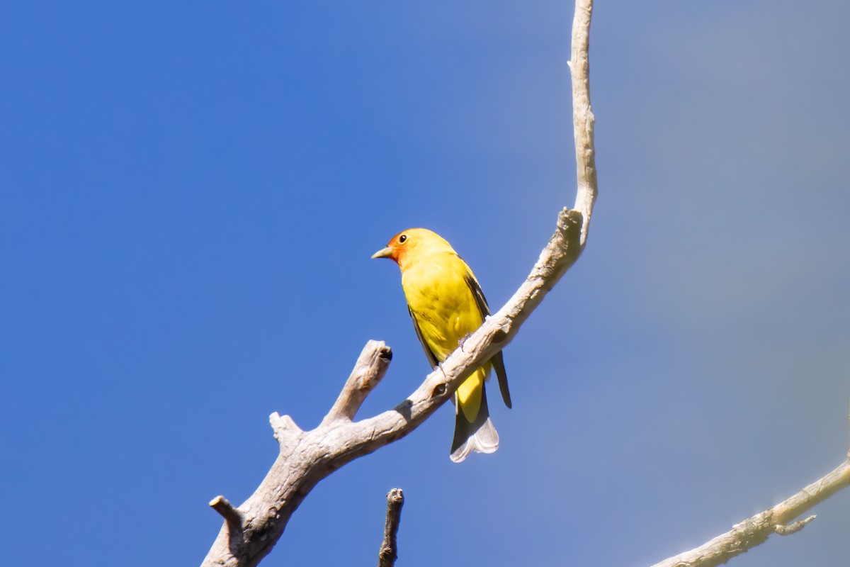 Western Tanager - ML619321420