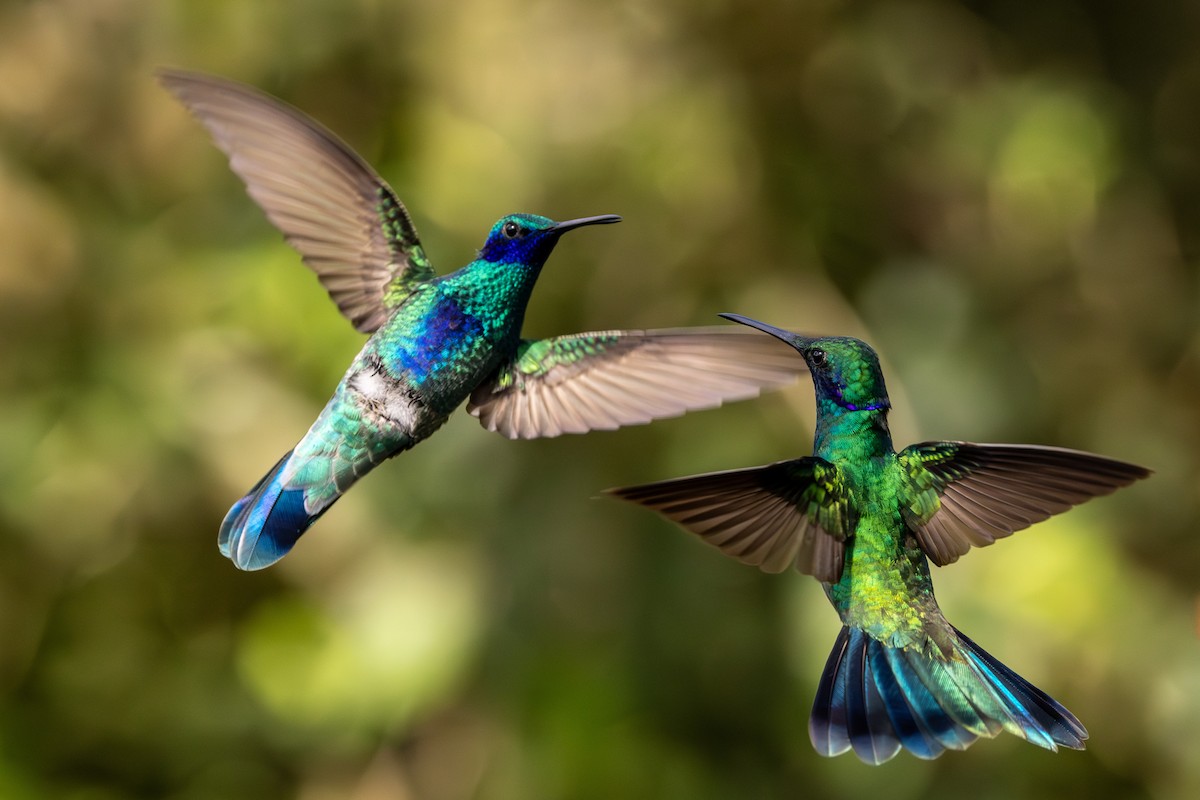 kolibřík modrolící - ML619321427