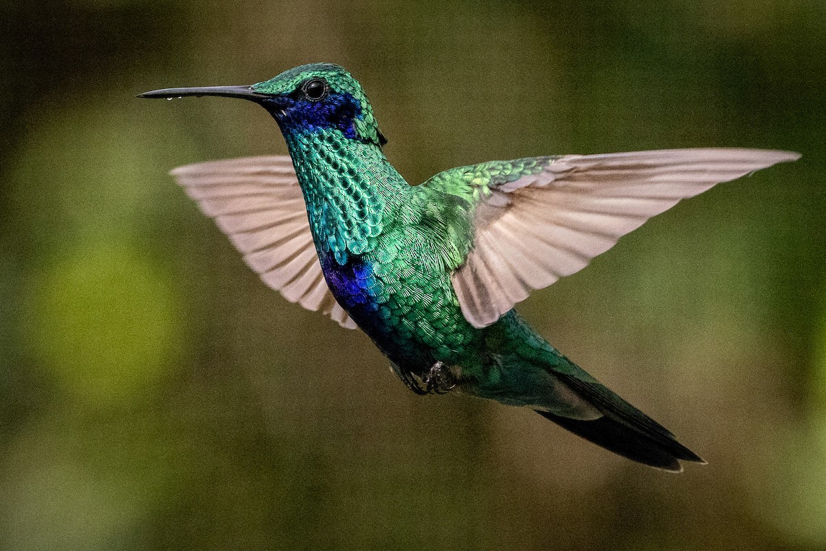 kolibřík modrolící - ML619321428