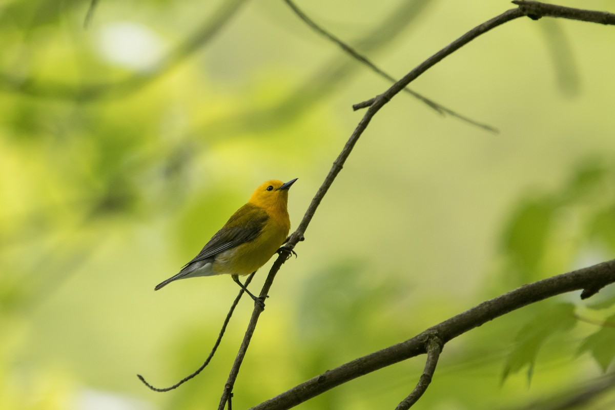 Prothonotary Warbler - ML619321450