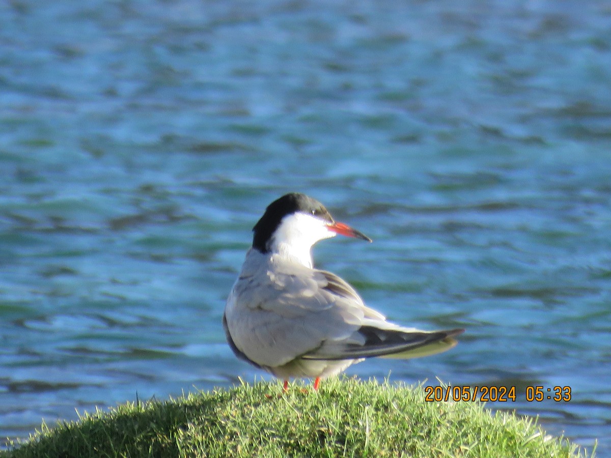 Common Tern - ML619321462