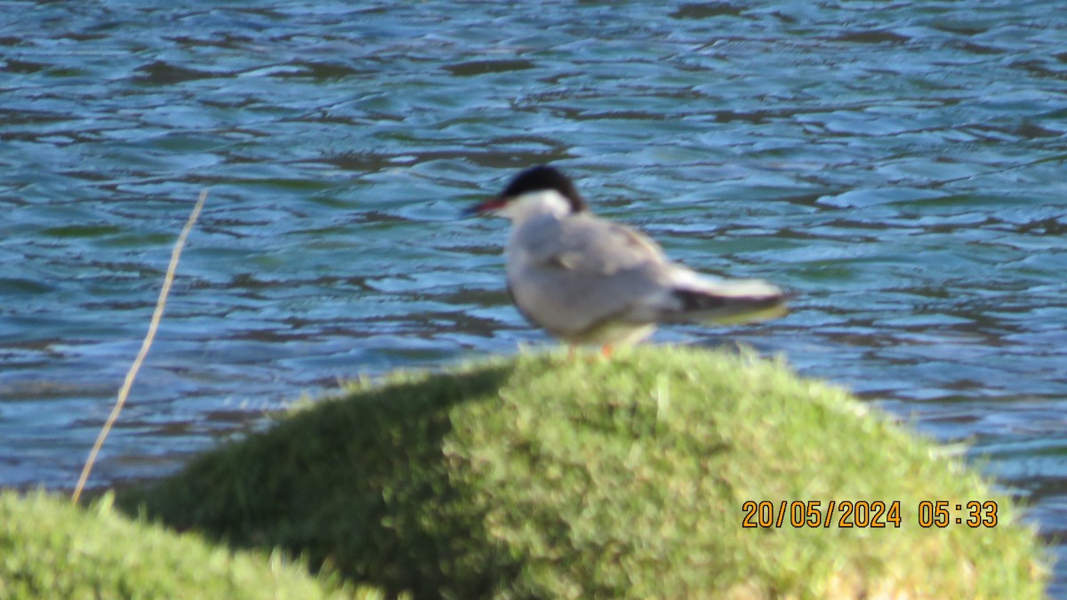 Common Tern - ML619321463