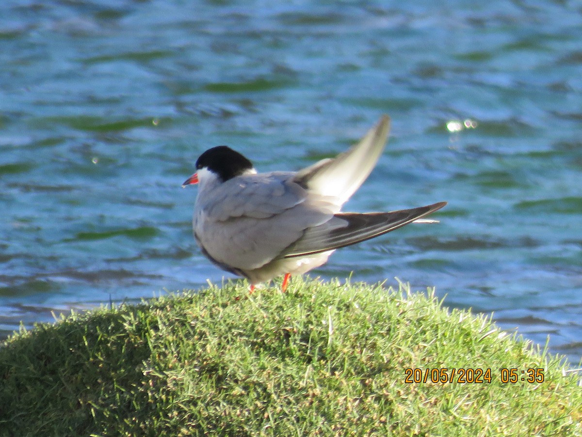 Common Tern - ML619321467