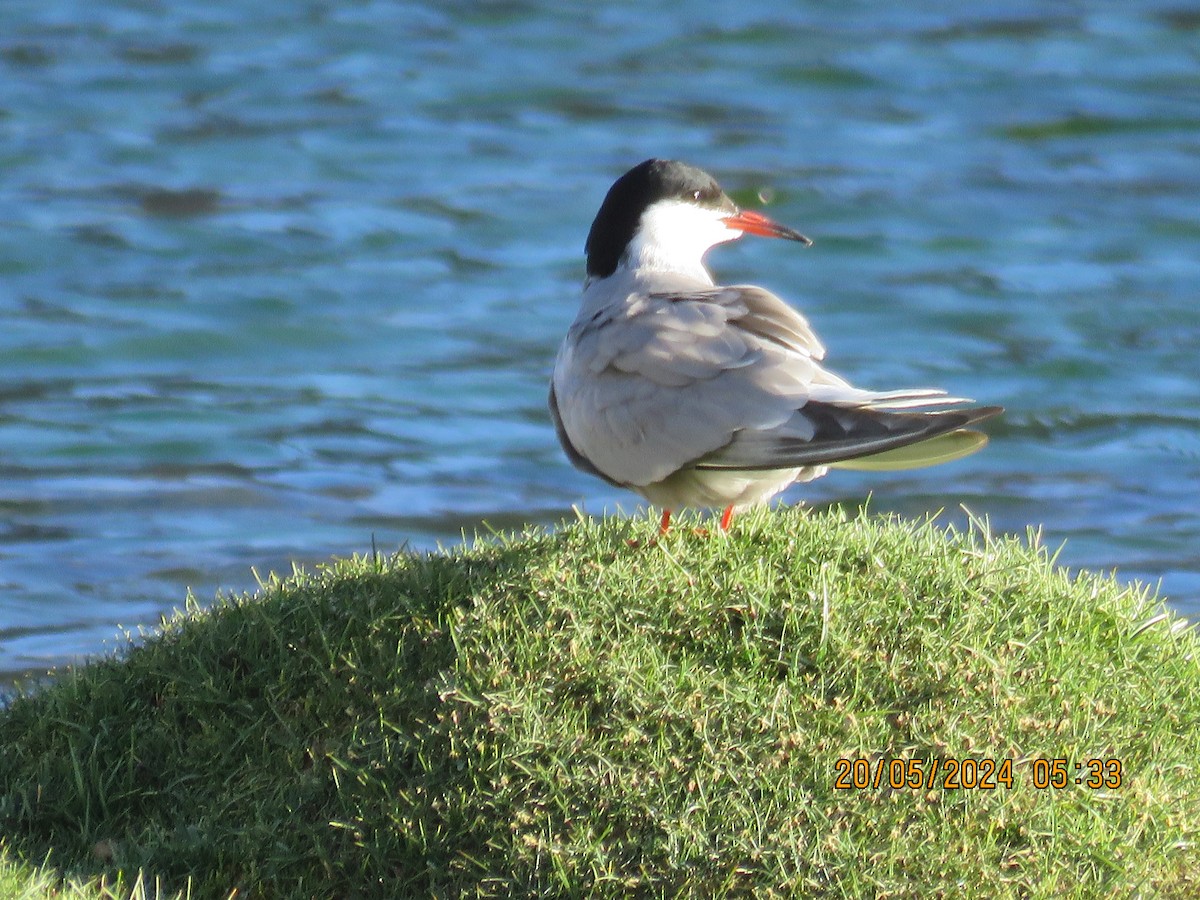Common Tern - ML619321468