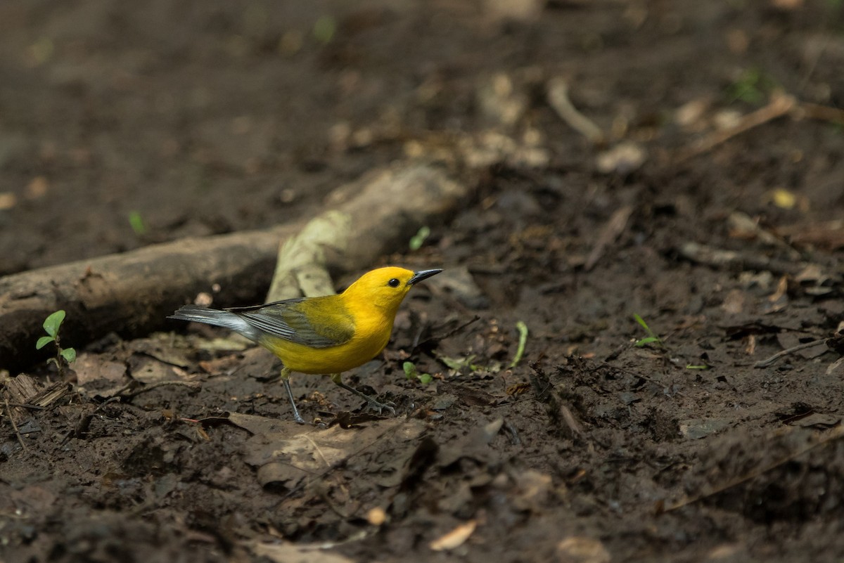 Prothonotary Warbler - ML619321476