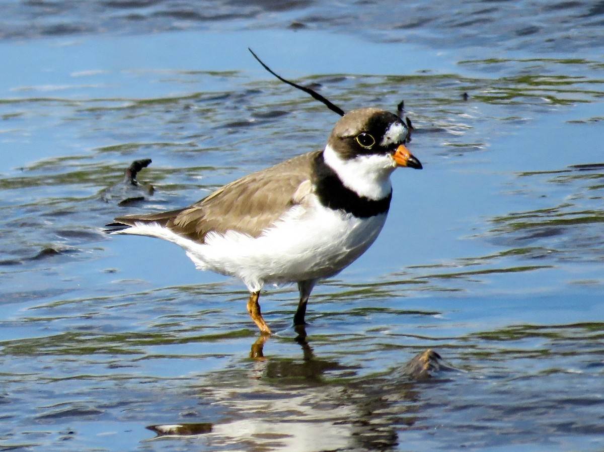 Semipalmated Plover - ML619321502