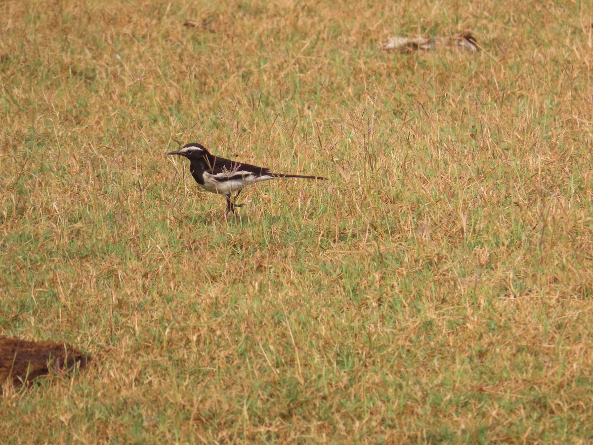 White-browed Wagtail - ML619321514