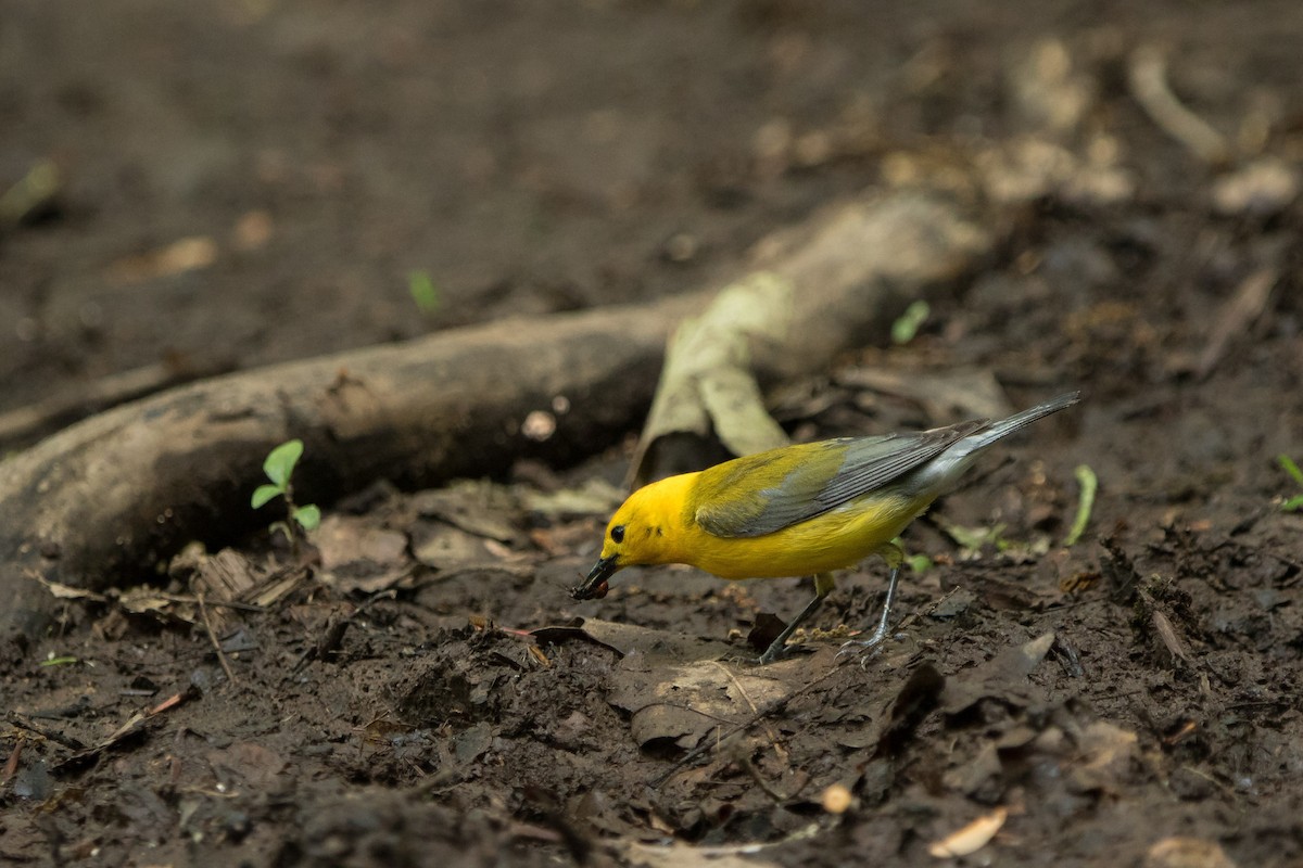 Prothonotary Warbler - ML619321517