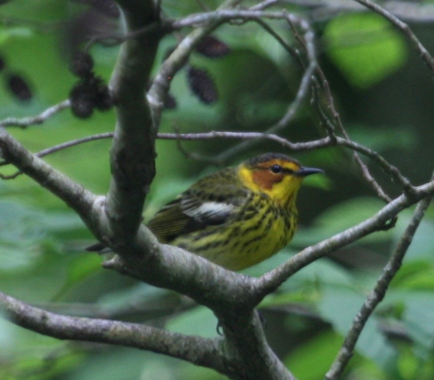 Cape May Warbler - ML619321526
