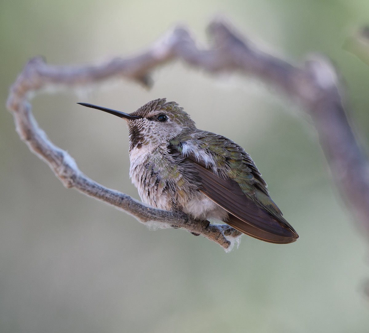 Anna's Hummingbird - ML619321574