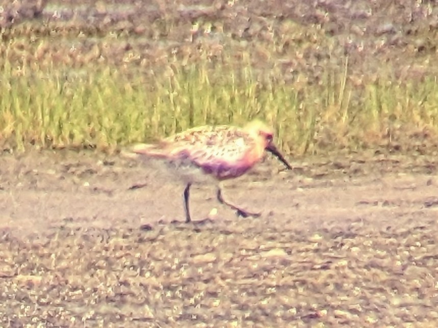 Red Knot - ML619321594