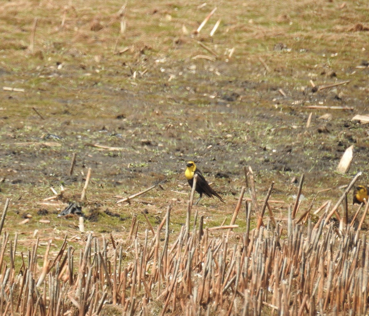 Yellow-headed Blackbird - ML619321602