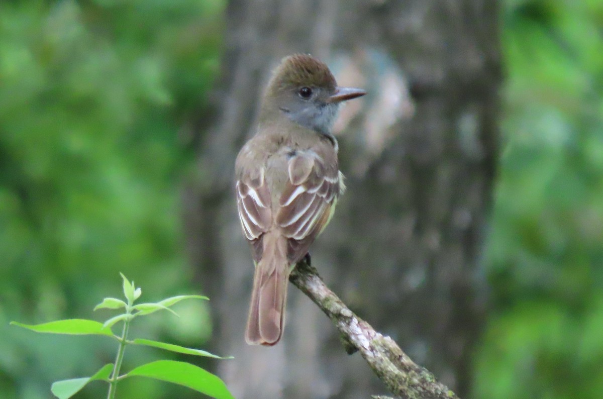 Great Crested Flycatcher - ML619321697