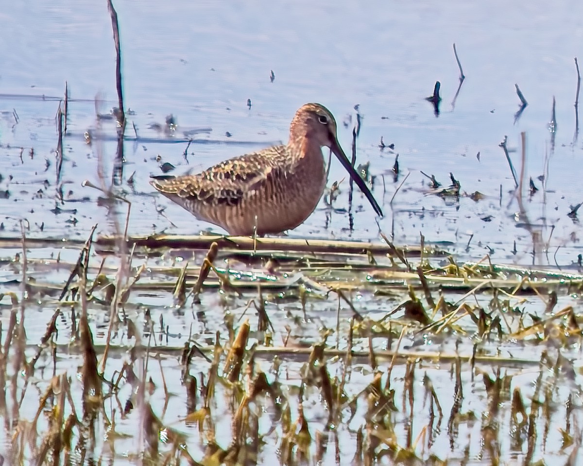 Long-billed Dowitcher - ML619321702