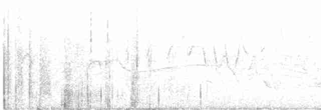 Очковая хвойница - ML619321716