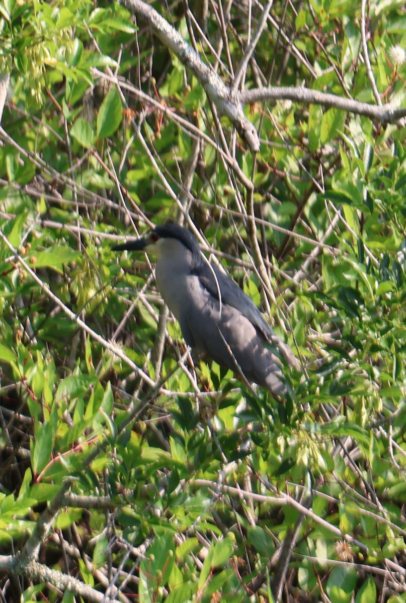 Black-crowned Night Heron - ML619321717