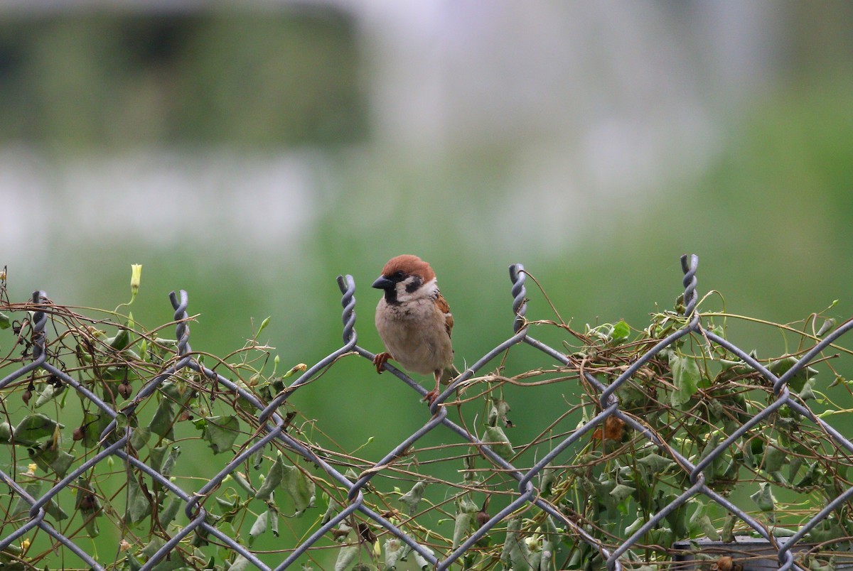 Eurasian Tree Sparrow - ML619321757