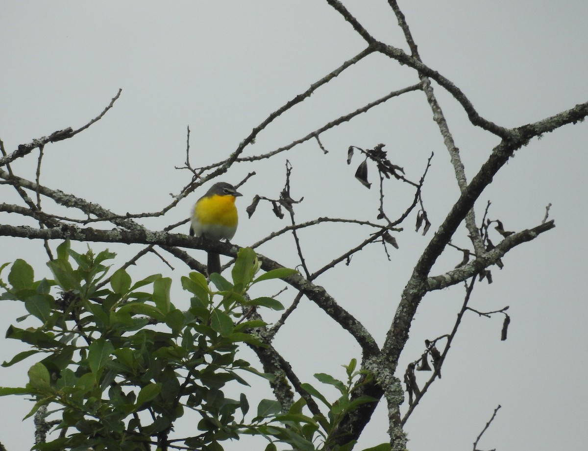 Yellow-breasted Chat - ML619321763