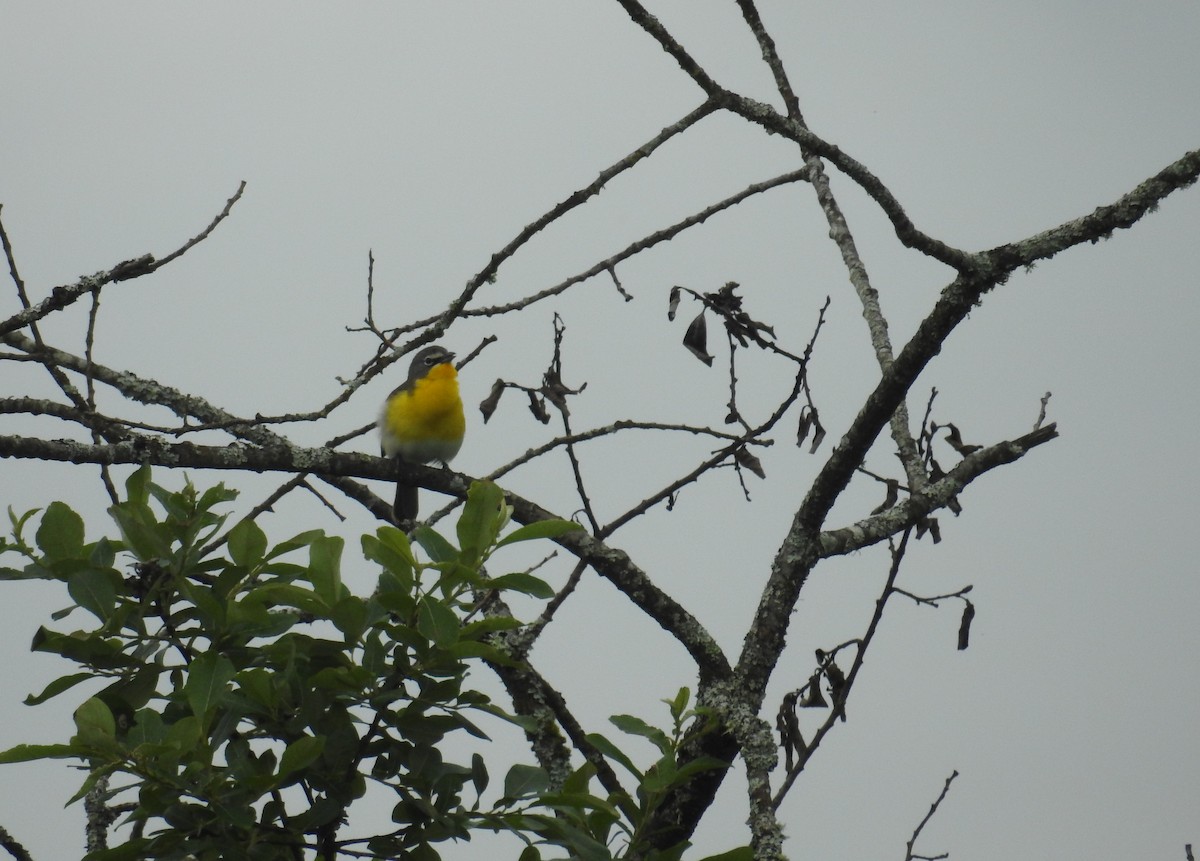 Yellow-breasted Chat - ML619321764