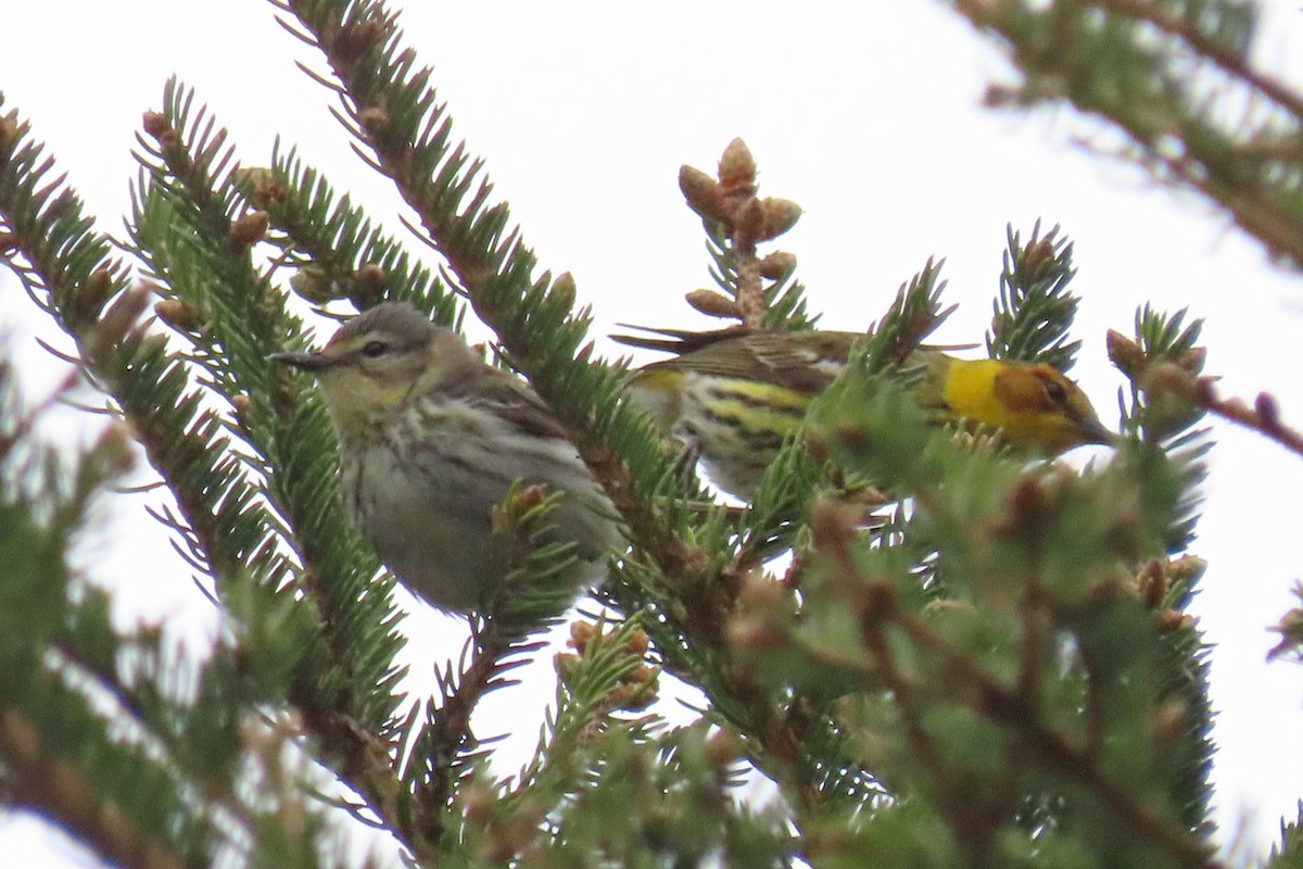 Cape May Warbler - ML619321768