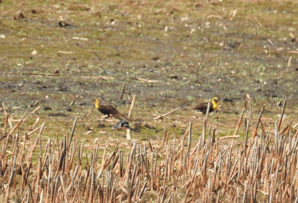 Yellow-headed Blackbird - ML619321790