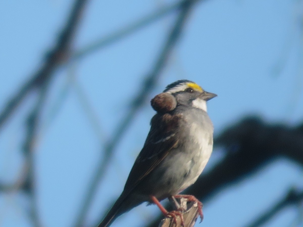White-throated Sparrow - ML619321856