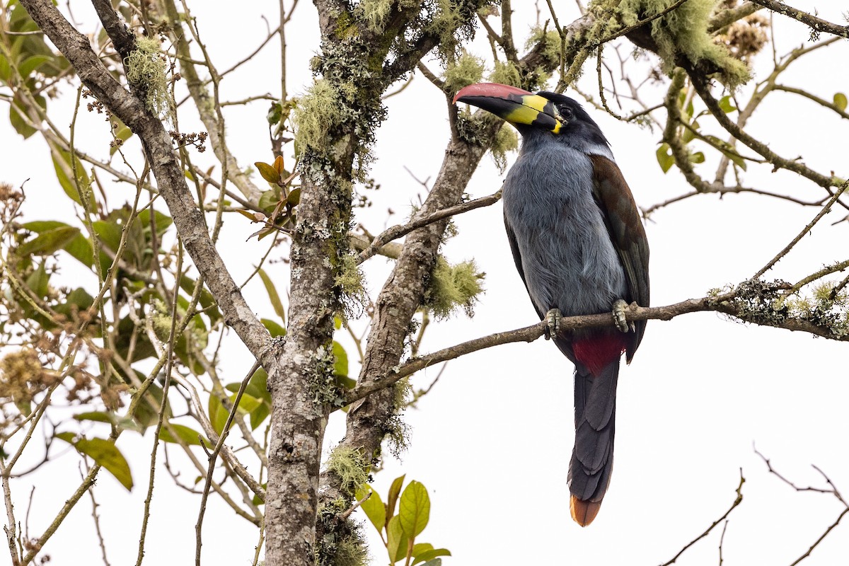Gray-breasted Mountain-Toucan - ML619321862