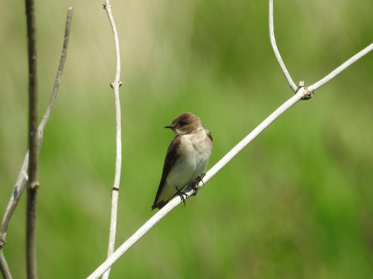 Northern Rough-winged Swallow - ML619321894