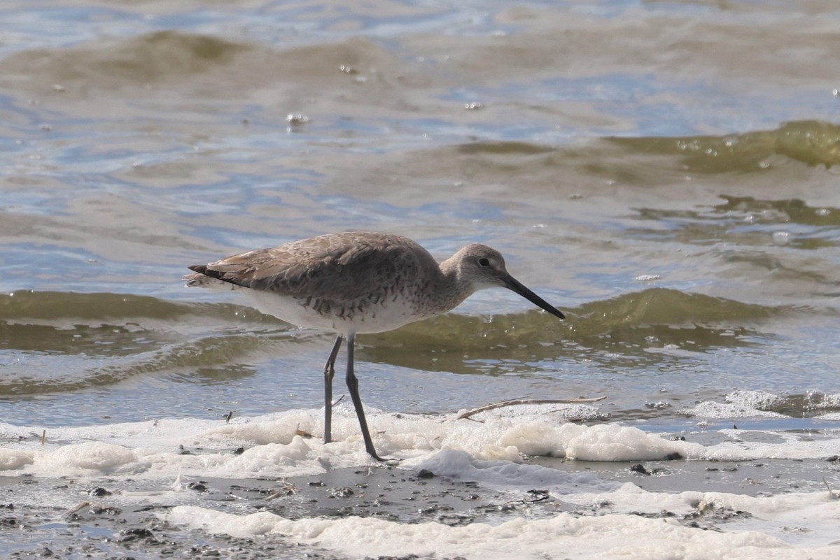 eBird Checklist - 18 May 2024 - Erskine Lake - 32 species