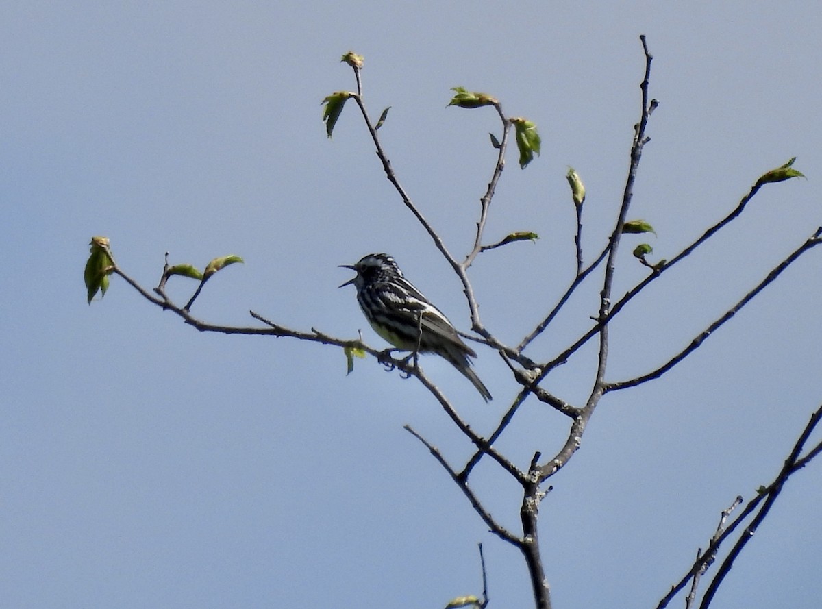 Black-and-white Warbler - ML619321944